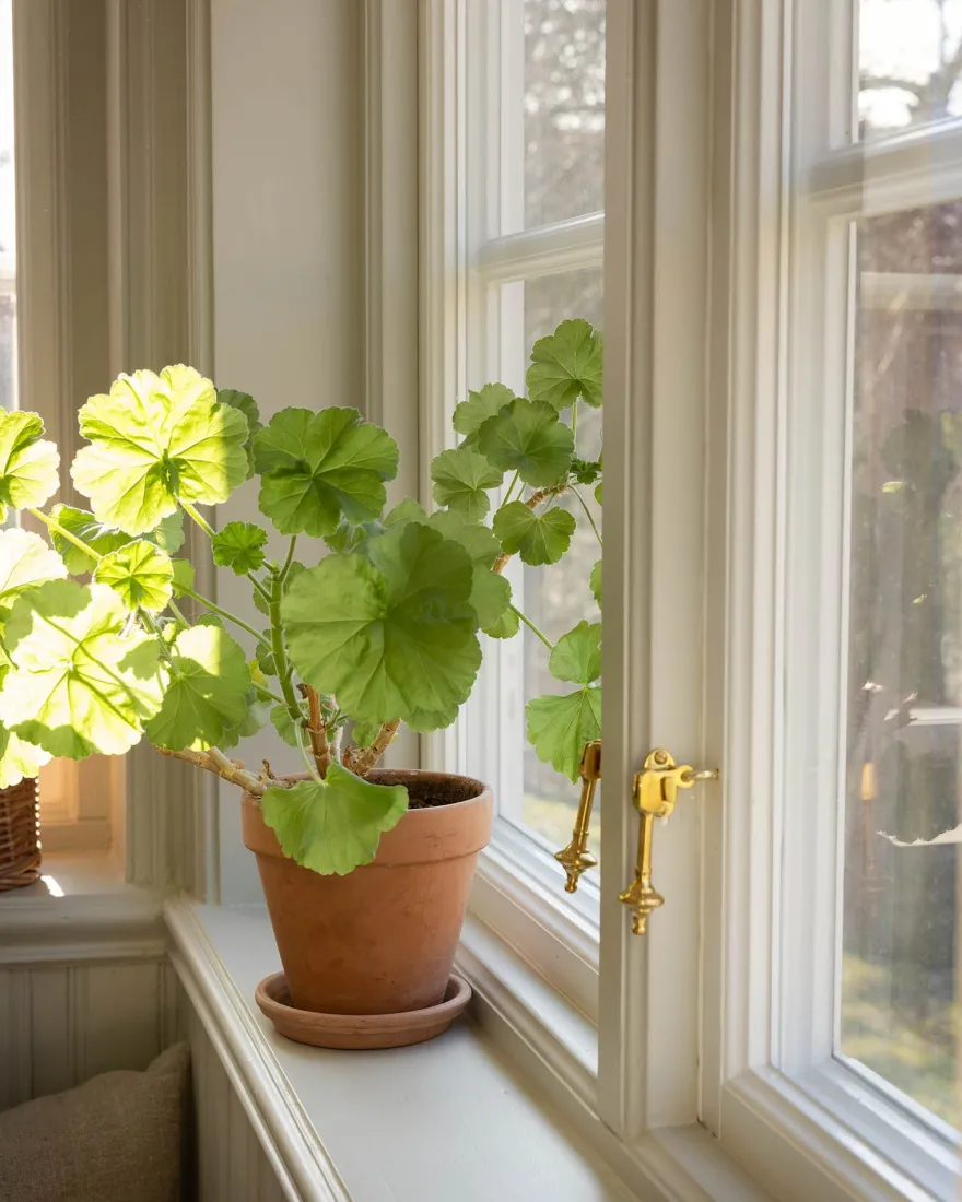 Fönsterlås - Næsman N:o 1332 mässing, kort/ögla