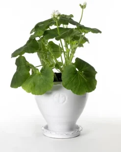 Kruka Sturehof - Adelcrantz, 21 cm vit