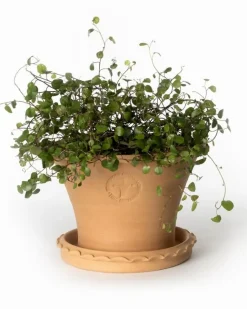 Kruka Sturehof - Liljencrantz 20 cm
